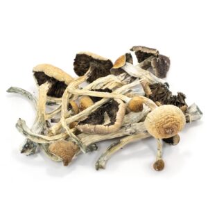 Amazonian Cubensis online
