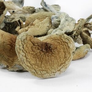 Blue Meanies Mushroom for sale