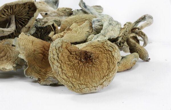 Blue Meanies Mushroom for sale