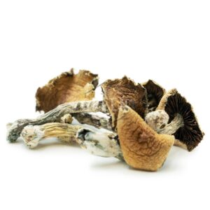 Brazilian mushrooms for sale