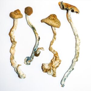 B+ Cubensis Shrooms for sale