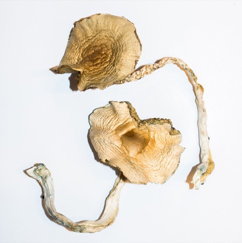 Buy Shrooms online