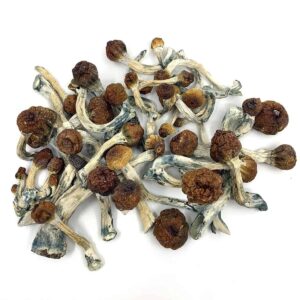 Albino Penis Envy mushrooms for Sale