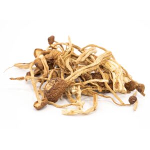 Psilocybe Mexicana Cubensis for sale