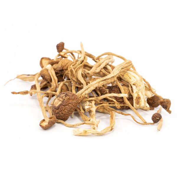 Psilocybe Mexicana Cubensis for sale