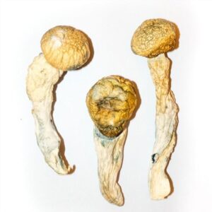 Penis Envy Mushrooms for sale