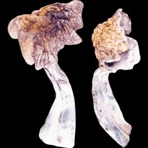 Z strain mushroom for sale