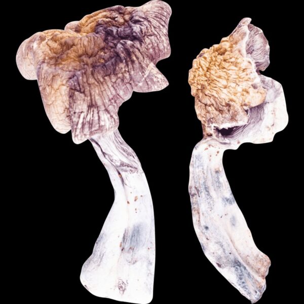 Z strain mushroom for sale